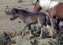 Wesco Farms Avrils Dresden Doll foal pic